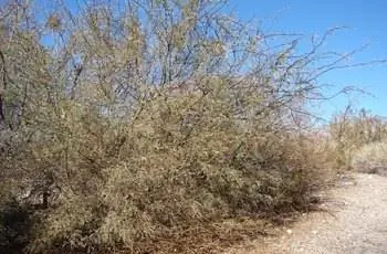 Медовый мескит (Prosopis Glandulosa), растущий в Корн-Крик, северо-западная часть штата Невада.