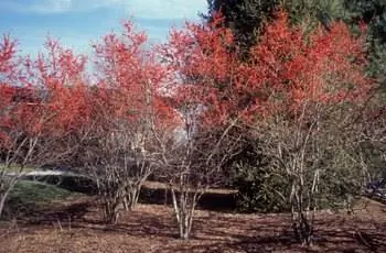 Несколько красивых деревьев зимней ягоды (Ilex verticillata), растущих вместе.