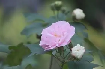 Розовая роза Конфедерации (Hibiscus mutabilis) цветет в саду под солнечным светом.