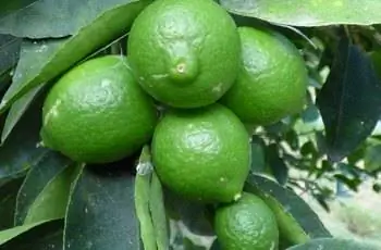 Некоторые персидские лаймы (Citrus x latifolia), растущие на Песчаном острове атолла Мидуэй.