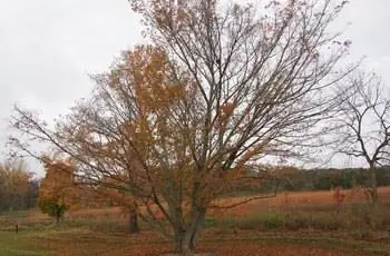 Клен шантунг (Acer truncatum) сбрасывает осенью оранжевые и красные листья.