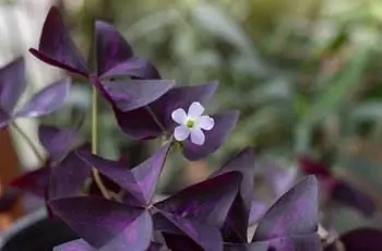 Фиолетовый трилистник (Oxalis triangularis) растет в саду.