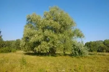 Довольно большая белая ива (Salix alba), возвышающаяся среди поля с травой и другими деревьями.