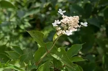 Ветка метельчатой гортензии (Hydrangea метельчатая), направленная вверх к небу.