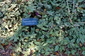 Странствующий еврей (Tradescantia zebrina), растущий в ботаническом саду Мари Селби в Сарасоте, Флорида.