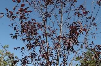 Прекрасное дерево канадской красной аронии (Prunus Virginiana 'Canada Red'), тянущееся к небу.