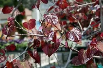 Восточный красный бутон лесной анютины глазки (Cercis canadensis 'Forest Pansy'), растущий в Белтсвилле, штат Мэриленд, с красно-фиолетовыми листьями.