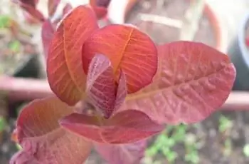 Крупный план розовых листьев дымчатого дерева Грейс (Cotinus coggygria 'Grace').