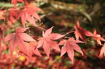 Крупный план листьев японского клена краснолистного (Acer palmatum var. atropurpureum).