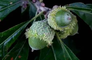 Несколько желудей дуба (Quercus macrocarpa), которые все еще зеленые на ветке.