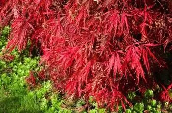 Японский клен Dissectum Atropurpureum (Acer palmatum var. dissectum 'Dissectum Atropurpureum') с красной листвой.