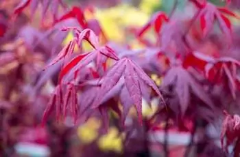 Восхитительно пурпурно-красные листья клена японского Шайна (Acer palmatum ‘Shaina’).