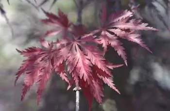 Листья японского клена Ever Red (Acer palmatum ‘Ever Red’) в тени.