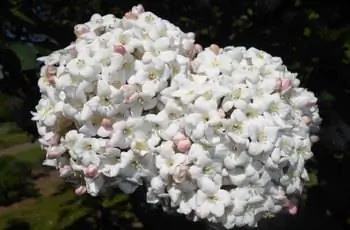 Крупный план двух цветочных гроздей ароматного куста-снежка (Viburnum x carlcephalum).