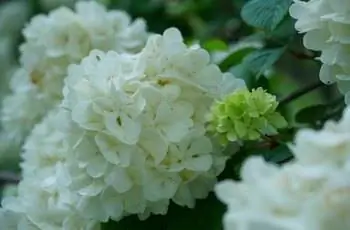 Крупный план цветочных гроздей белого японского снежного куста (Viburnum plicatum f. plicatum).