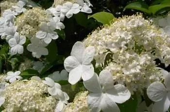 Крупный план гроздей белых цветов китайского снежного куста (Viburnum macrocephalum).