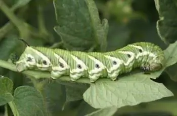 Большой зеленый томатный червь (Manduca quinquemaculata) ползет по стеблю растения.