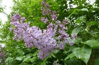 Розовые цветы вырастают из дерева японской сирени (Syringa reticulata).