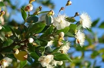 Цветки белого мирта обыкновенного (Myrtus communis) достигают солнца.