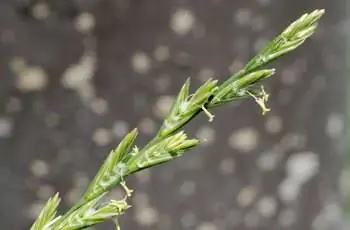 Крупный план многолетнего райграса (Lolium perenne).