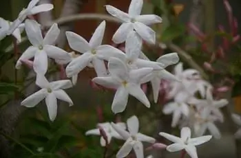 Крупный план цветков белого жасмина обыкновенного (Jasminum officinale).