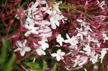 Крупный план розовых бутонов и белых цветков розового жасмина (Jasminum Polyantum).