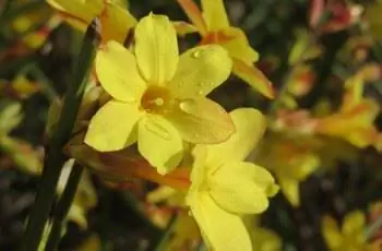 Крупный план прекрасных желтых цветов зимнего жасмина (Jasminum nudiflorum).