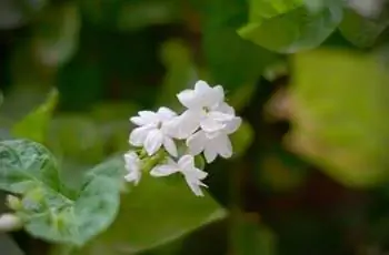 Несколько нежных белых цветков растения арабского жасмина (Jasminum sambac).