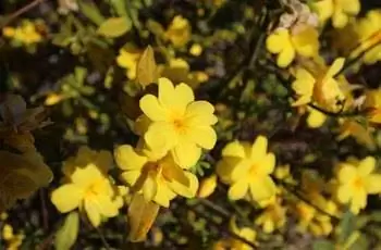 Здоровое растение первоцвета жасминового (Jasminum mesnoy) с желтыми цветками.