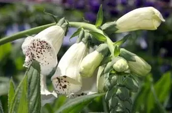 Крупный план светло-желтых и белых цветков гибрида наперстянки Фокси (Digitalis purpurea ‘Foxy’).