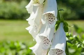 Крупный план белых цветов наперстянки Альбы (Digitalis purpurea 'Alba').