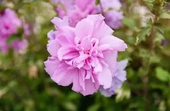 Крупный план красивой розовой шифоновой розы Шарона (Hibiscus syriacus).