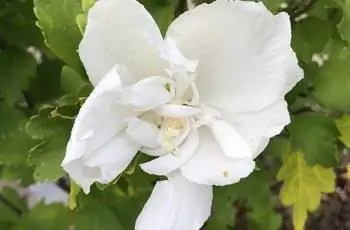 Прекрасная роза Шарон (Hibiscus syriacus 'Notwoodtwo') White Chiffon®.