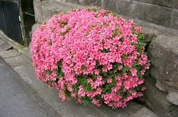 Впечатляющей формы куст розовых азалий Сацуки (Rhododendron indicum).