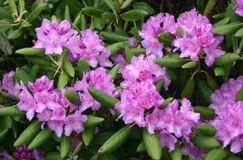 Крупный план нежных пурпурных цветов азалии Куруме (Rhododendron ponticum).