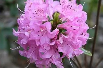 Удивительно красивый азалеодендрон (Rhododendron ‘Hardijzer Beauty’), растущий в Алохе, штат Орегон.