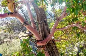 Техасское дерево мадрон (Arbutus xalapensis) в национальном парке гор Гуадалупе в Техасе.