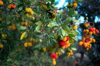 Крупный план земляничного дерева (Arbutus unedo), вечнозеленого кустарника или небольшого дерева из семейства цветущих растений Ericaceae.