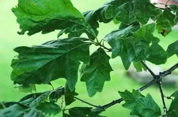 Крупный план листьев болотного белого дуба (Quercus bicolor).