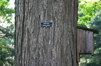 Прямой снимок ствола черного дуба (Quercus velutina) в Рочестере, штат Нью-Йорк.