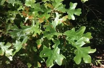 Крупный план листьев дуба (Quercus stellata), покрытых солнечным светом, в государственном лесу Уортон в Нью-Джерси.