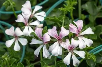 Цветки белой плющелистной герани (Pelargonium peltatum) с фиолетовыми и пурпурными прожилками.