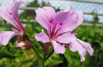 Молодые розовые плющевидные герани (Pelargonium peltatum) с пыльниками, еще не осыпающими пыльцу.