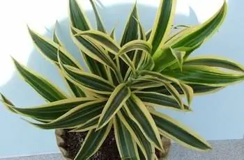 Простое растение кукурузы (Dracaena fragrans) в небольшом горшке.