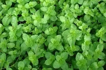 Снимок букета растений мяты колосистой (Mentha spicata) сверху.