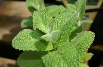 Крупный план яблочной мяты (Mentha suaveolens).