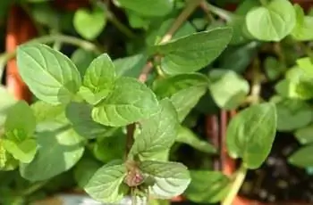 Крупный план шоколадной мяты (Mentha xpiperita f. citrata «Chocolate») в Садовом центре Меррифилда в Меррифилде, штат Вирджиния.