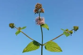 Снимок растения водяной мяты (Mentha aquatica) на фоне голубого неба.