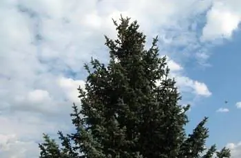 Снимок массивной ели Колорадо (Picea pungens) на фоне облачного голубого неба.