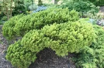 Некоторые растения китайского можжевельника (Juniperus chinensis), растущего в Бруксайд Гарденс в Мэриленде.